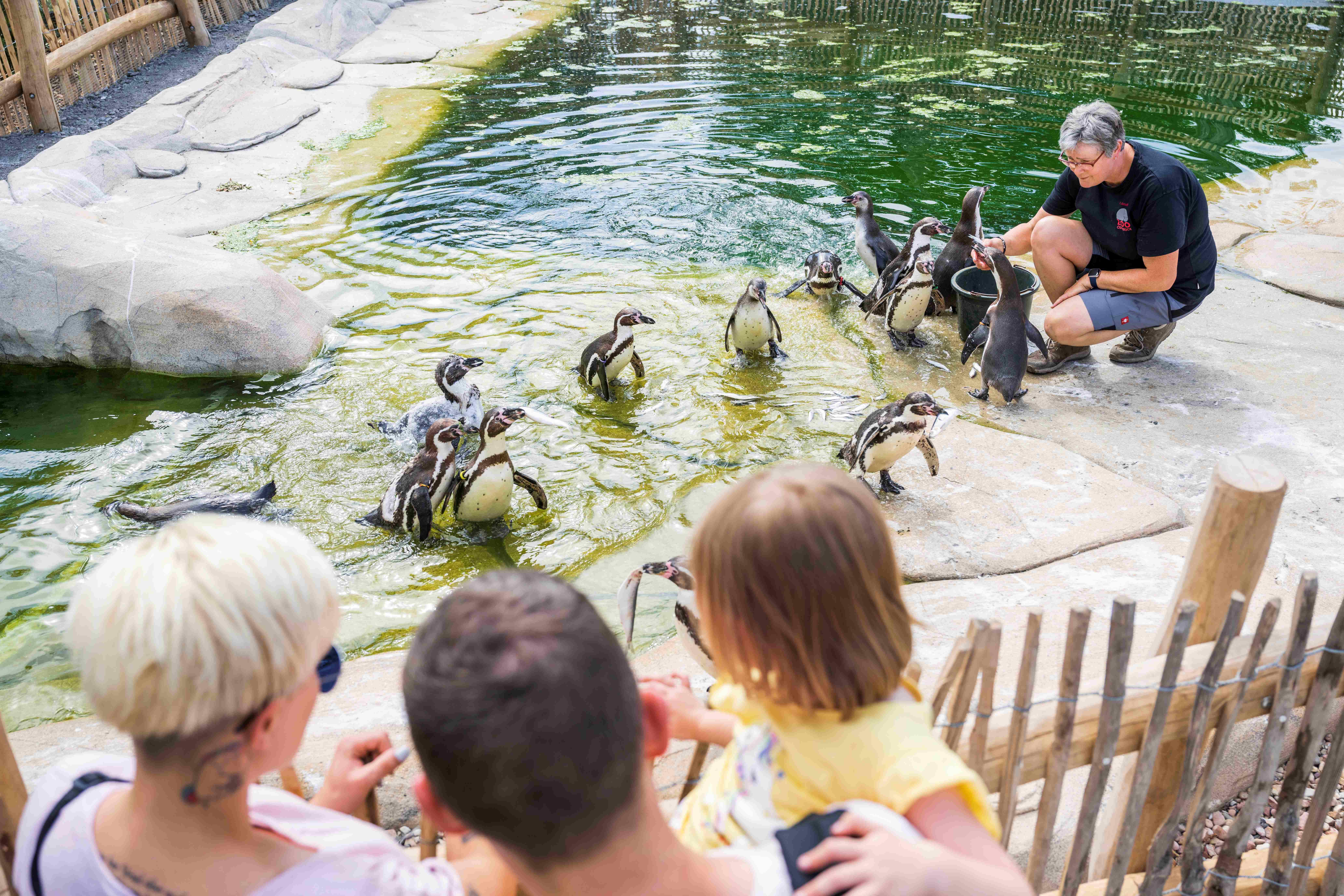 Tägliche Fütterungen & Kommentierungen Eine Familie sieht einer Tierpflegerin beim Füttern der Pinguine zu