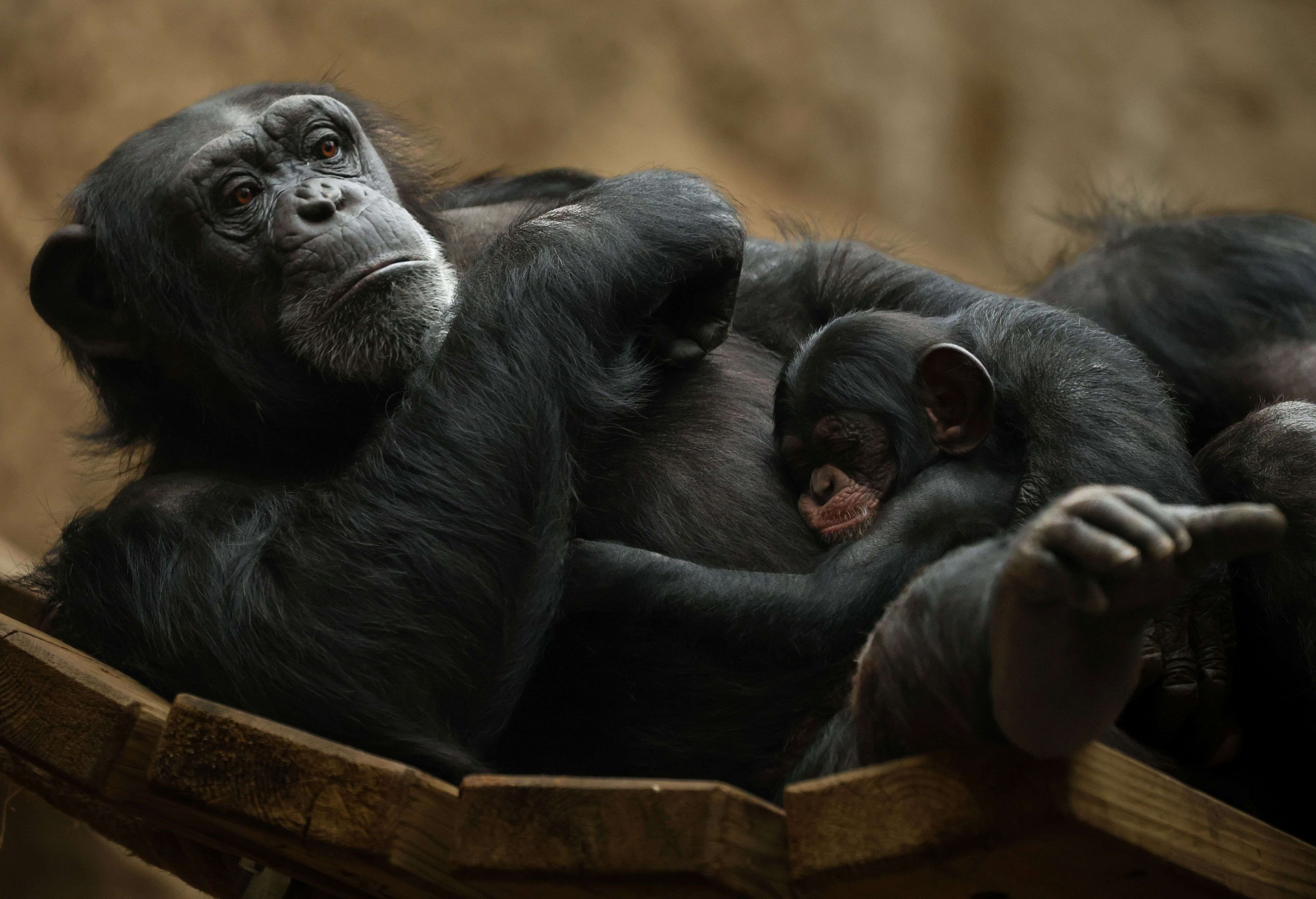 Ein Schimpansenweibchen kuschelt ihr Jungtier