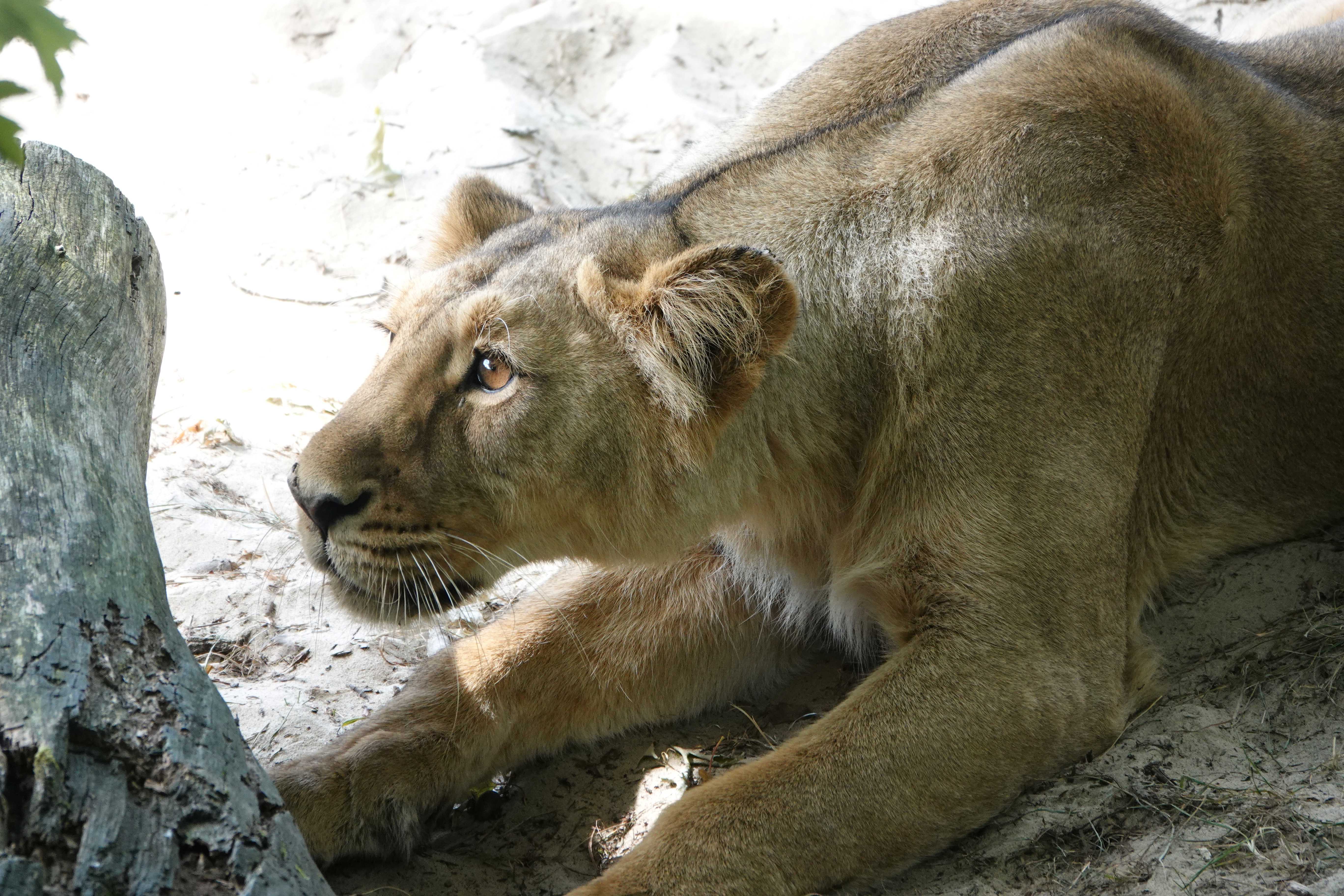 Asiatische Löwin liegt aufmerksam im Sand