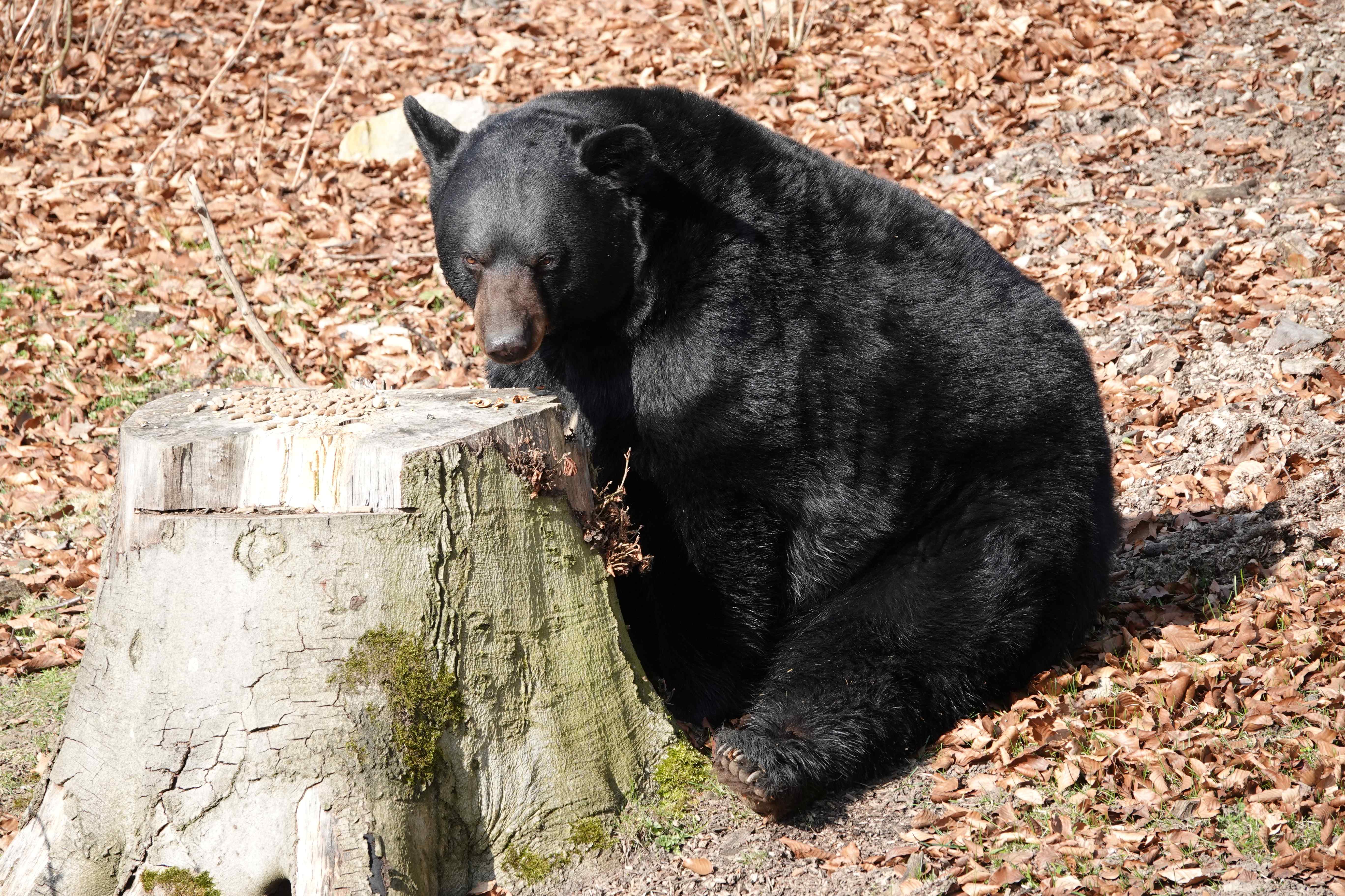 Ein Schwarzbär sitzt neben einem Baumstumpf im Laubwald