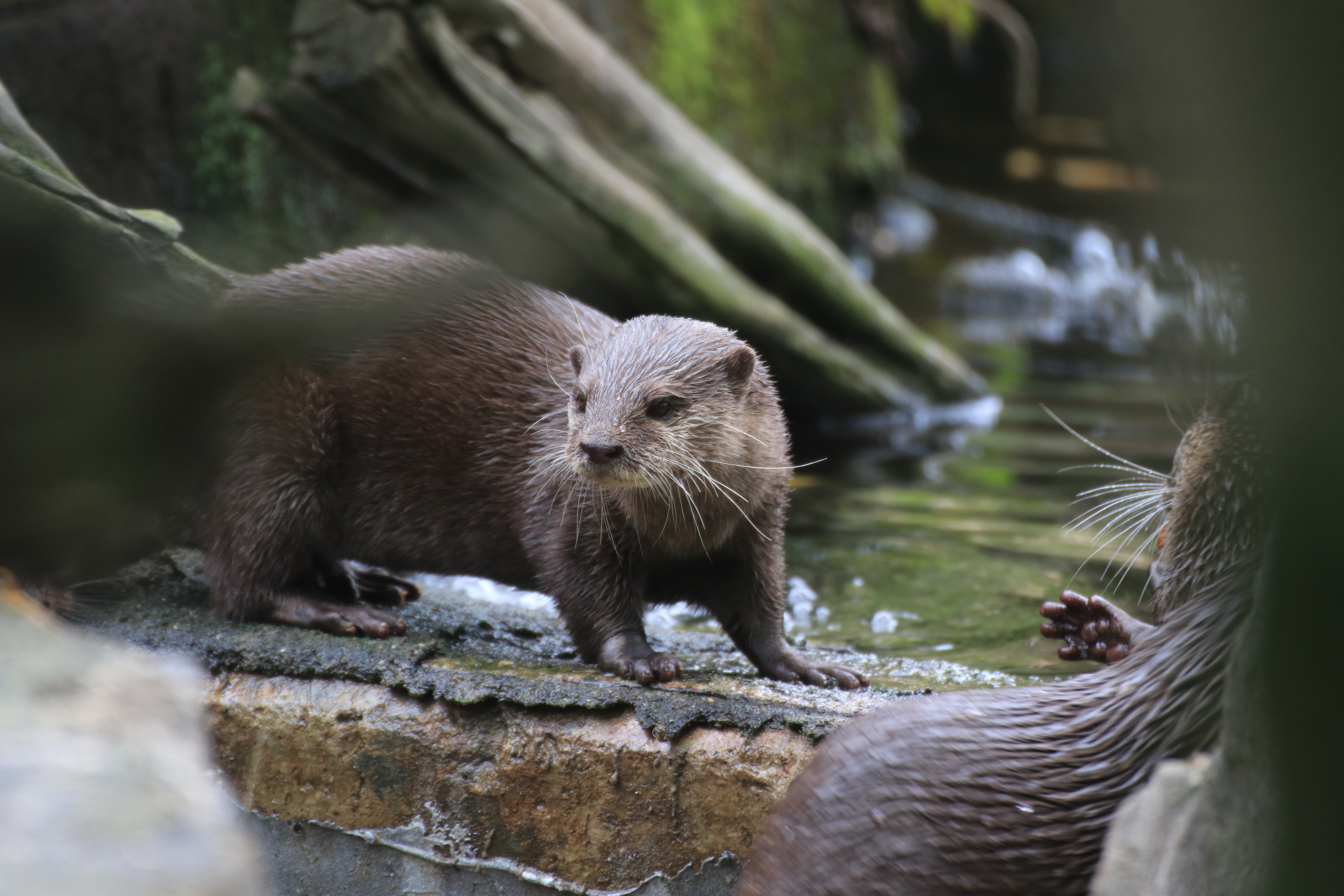 Ein Zwergotter steht auf der Steinkante vom Becken. Tropfen sind an seiner Nase.