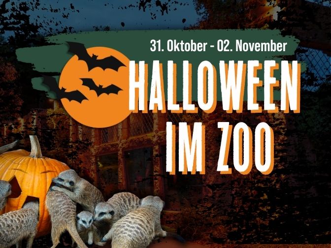 Eine Gruppe Erdmännchen frisst einen Halloween-Kürbis, darüber steht der Schriftzug "Halloween im Zoo"