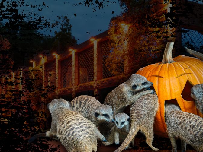 Halloween im Zoo, 31.10.-2.11.2025 Eine Gruppe Erdmännchen frisst einen Halloween-Kürbis.