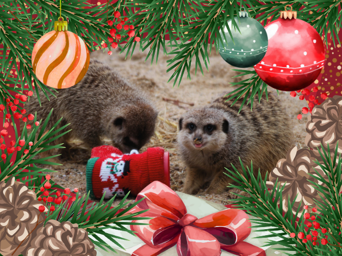 Foto von Erdmännchen mit einem Weihnachtsstiefel umgeben von einem weihnachtlichen Bildrahmen