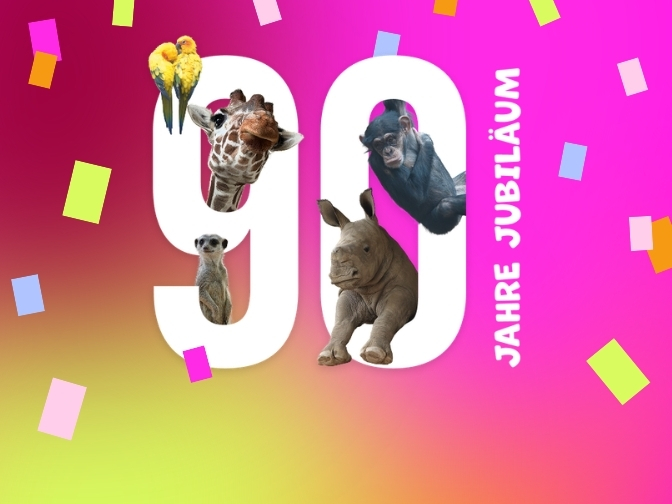 Grafik zum 90-jährigen Jubiläum des Zoo Osnabrück: Große weiße Zahl „90“ mit Giraffe, Schimpanse, Nashorn, Erdmännchen und zwei Papageien vor einem pink-gelben Farbverlauf mit Konfetti. Darunter steht „Jahre Jubiläum"