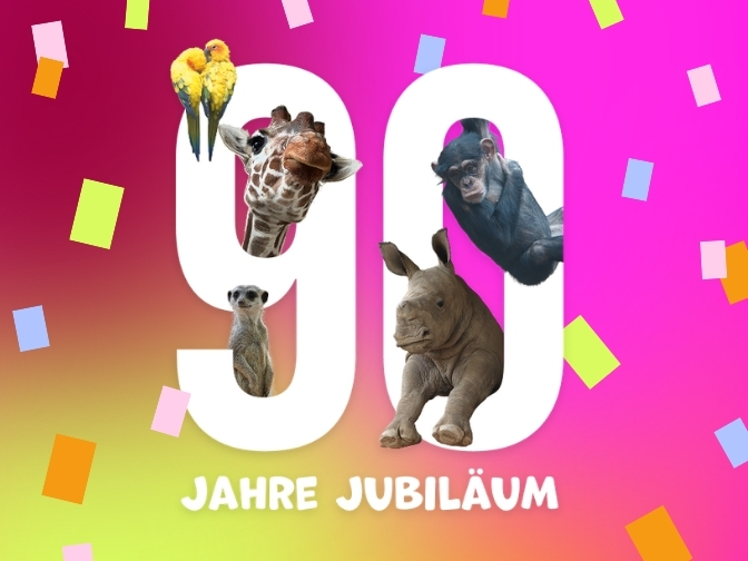 Grafik zum 90-jährigen Jubiläum des Zoo Osnabrück: Große weiße Zahl „90“ mit Giraffe, Schimpanse, Nashorn, Erdmännchen und zwei Papageien vor einem pink-gelben Farbverlauf mit Konfetti. Darunter steht „Jahre Jubiläum"