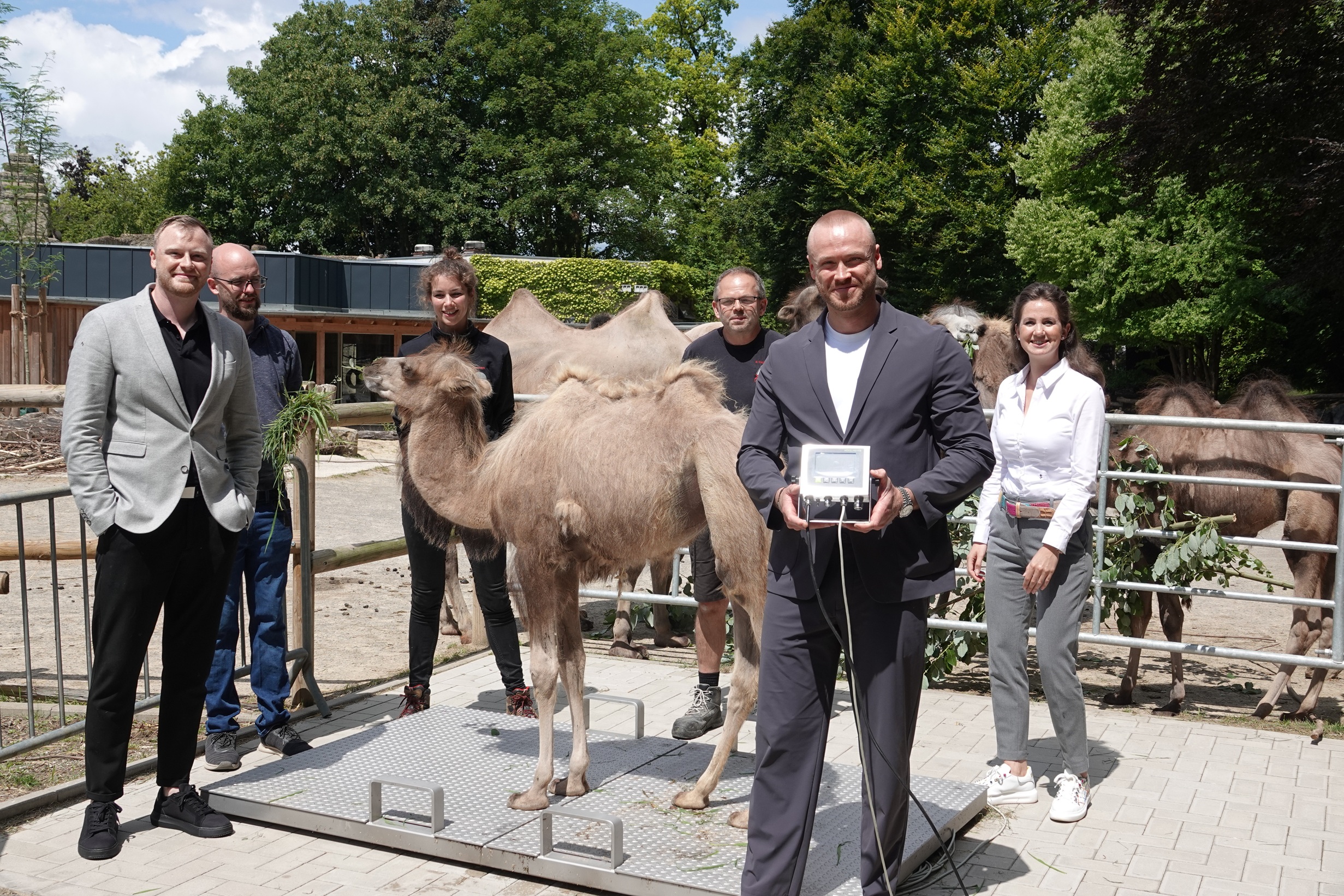 Ein junges Trampeltier steht im Zoo Osnabrück auf einer neuen Tierwaage. Neben dem Tier stehen mehrere Personen, darunter Mitarbeitende des Zoos und Partner der Firma Höfelmeyer, die die Waage gespendet hat.