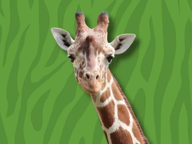 Freigestellter Giraffenkopf blickt frontal nach vorne vor einem grünen Hintergrund