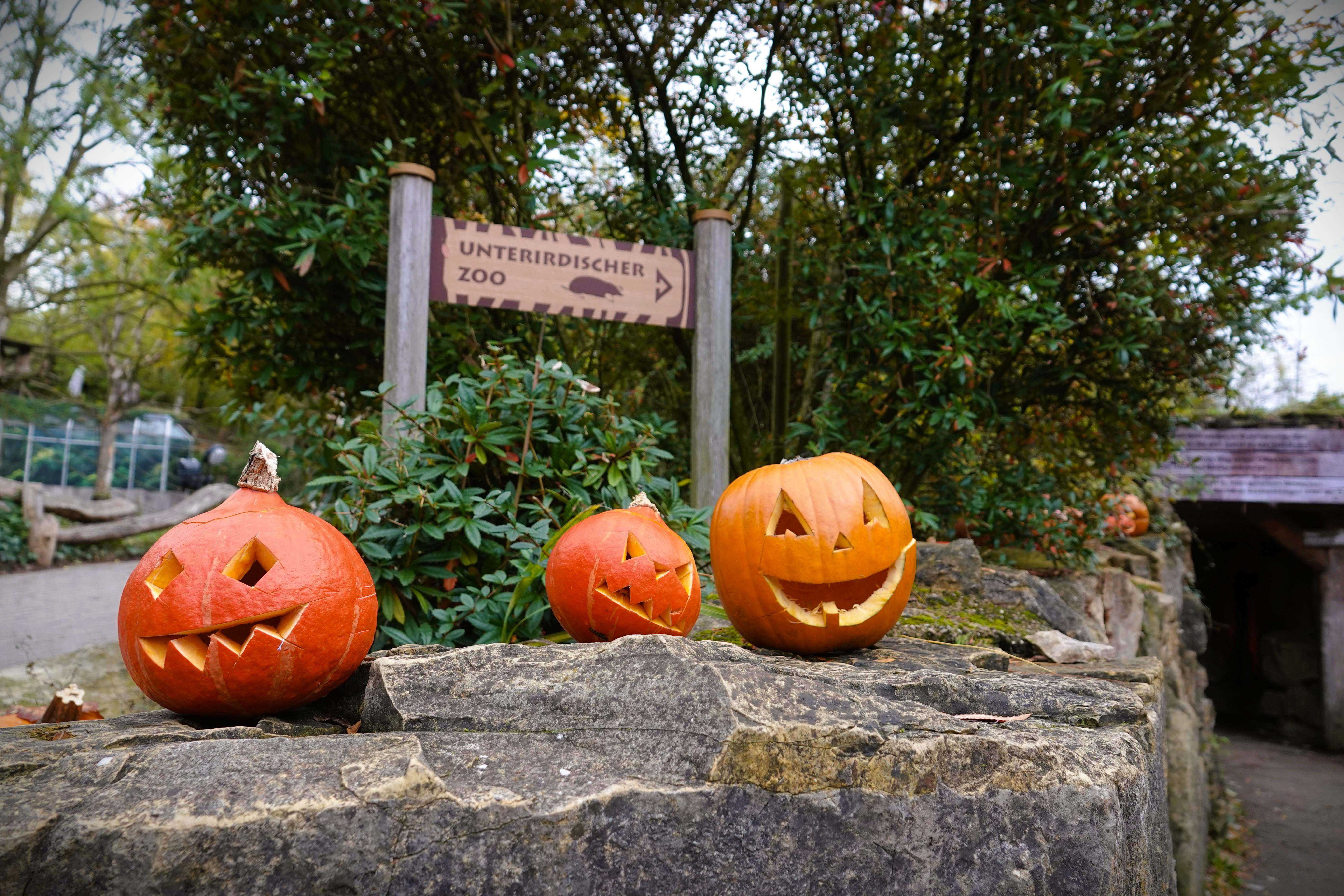 Drei geschnitzte Halloween Kürbisse vor dem Eingang zum Unterirdischen Zoo