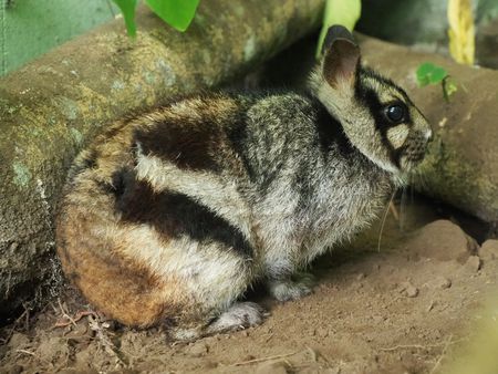 Ein Streifenkaninchen sitzt auf sandigem Untergrund. Es hat braun-graues Fell und dunkle Längsstreifen.