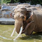 Luka - Asiatischer Elefant