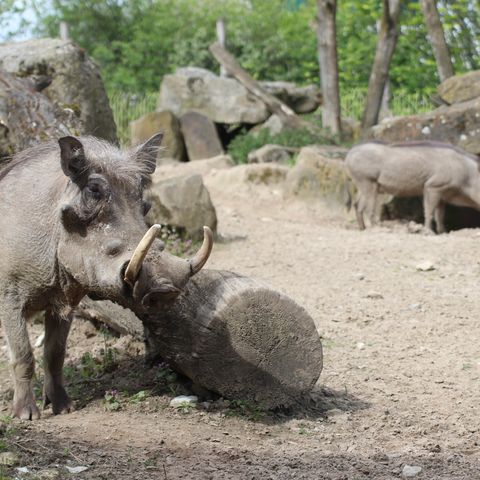 Ein Warzenschwein steht neben einem Baumstamm. Hinten eines vor einer Höhle.