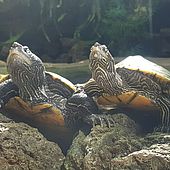 Schmuckschildkröten