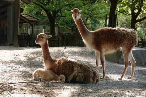 Drei Vikunjas. Eins liegt mit dem Jungtier. Eins stehend im Gehege unter Bäumen.