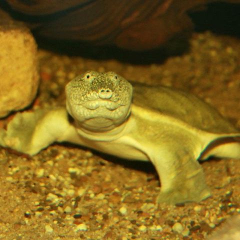 Die Weichschildkröte sitzt Unterwasser auf dem Sandboden.