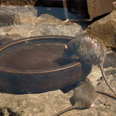 Eine Ratte trinkt aus der Schale. Eine zweite sitzt auf steinigem Untergrund.