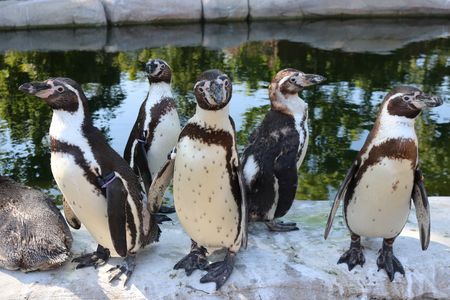 Fünf schwarz-weiße Pinguine stehen auf einem Steinvorsprung vor einem Becken.