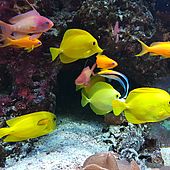 Fische - Tetra-Aquarium