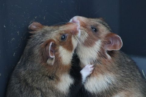 Zwei Hamster beschnuppern sich.