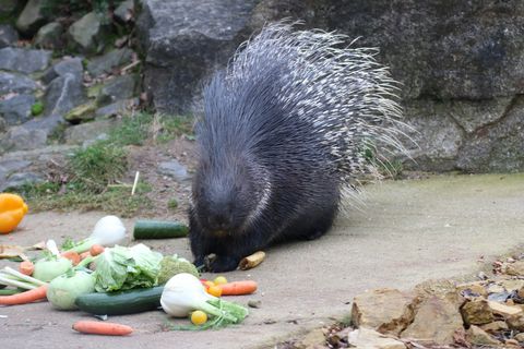 in Stachelschwein frisst verschiedene Gemüsesorten auf einem Steinboden.