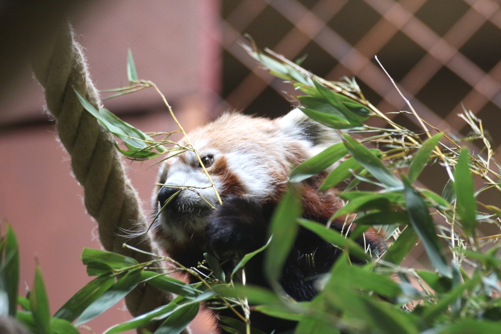 Zoo Osnabrück  Neu: Roter Panda Pong eingezogen