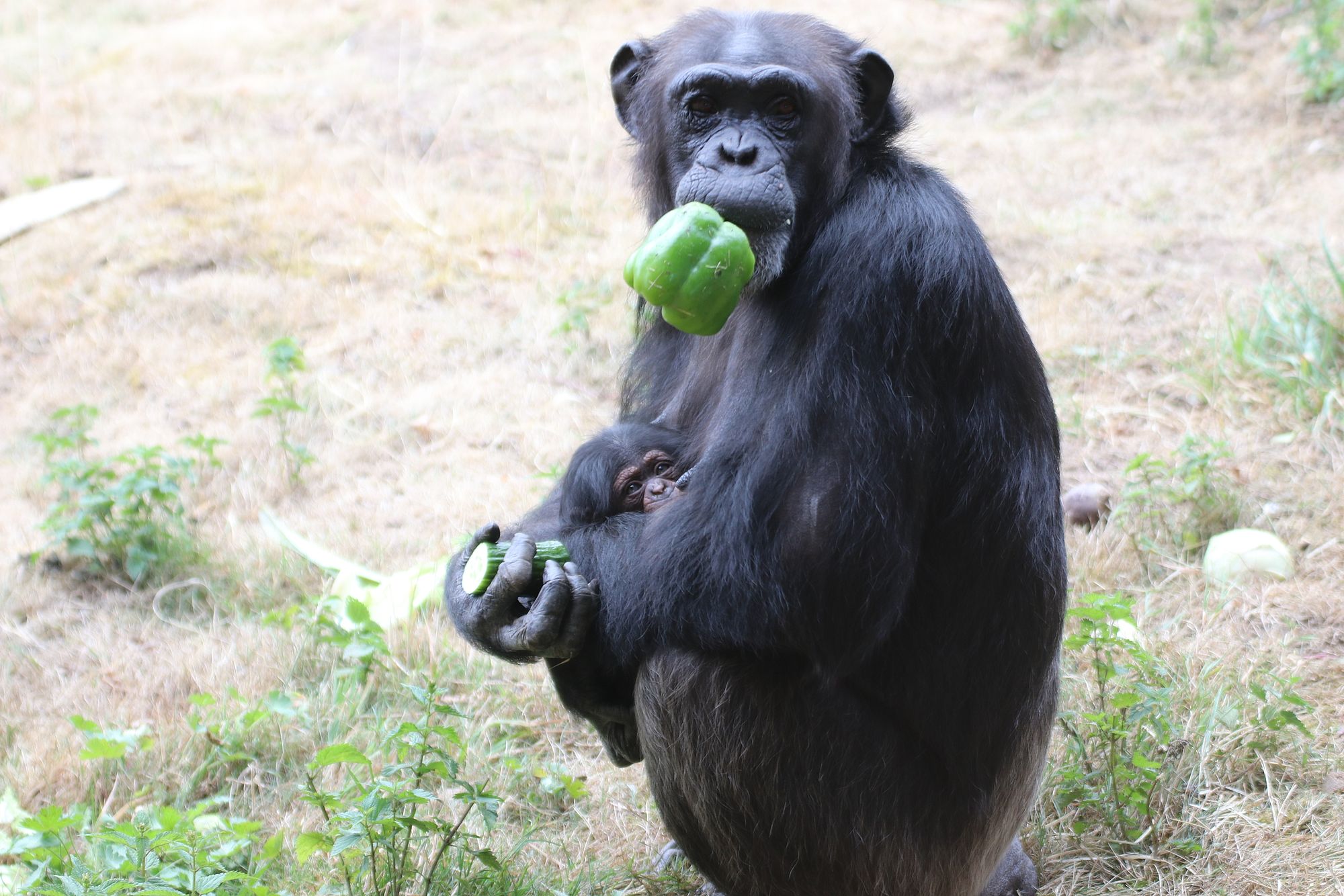 1x Kleiner Schimpanse Zoo Safari für Tierpark 40528 
