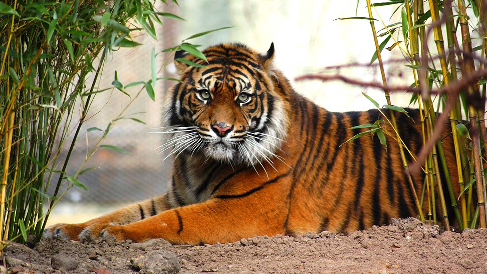 Tiger Kalender 2019 PDF Epub-Ebook